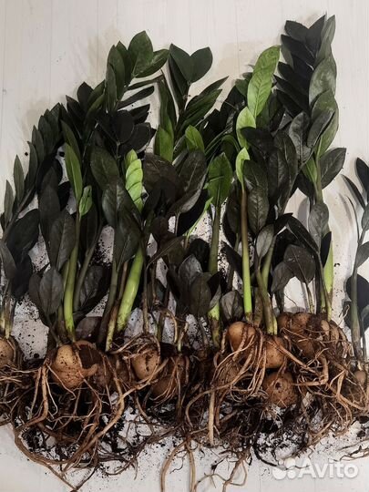 Чернее чёрного - замиокулькас Довон (Dovon) лист