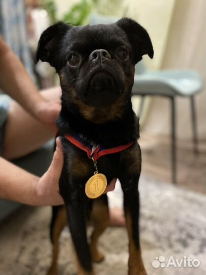 Пти брабансон вязка