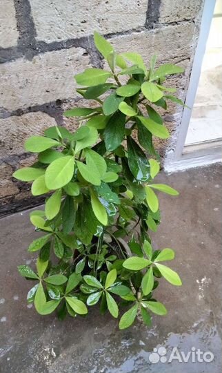 Алоэ и другие комн.растения