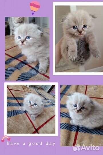 Шотландские котята