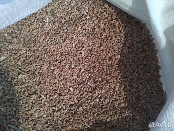 Зерно пшеница