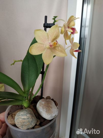 Орхидея фаленопсис мини