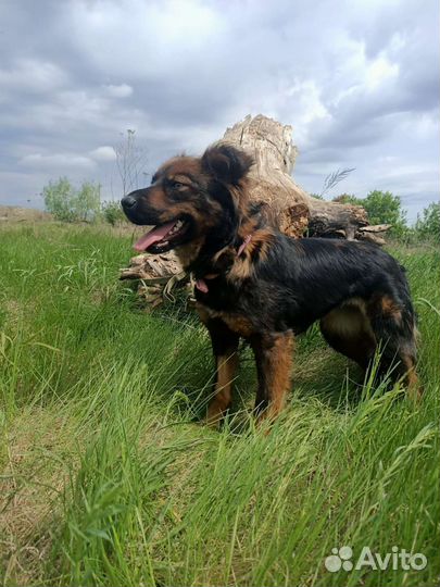 Милана в добрые руки