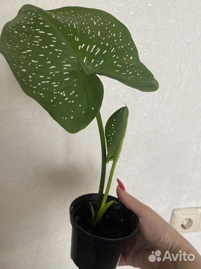 Комнатные цветы калла