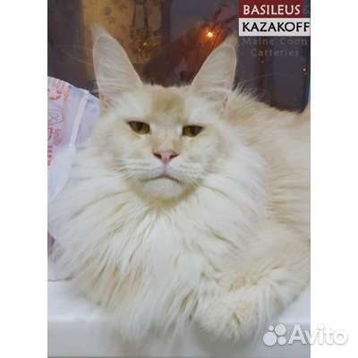 Молодые животные породы мейн кун