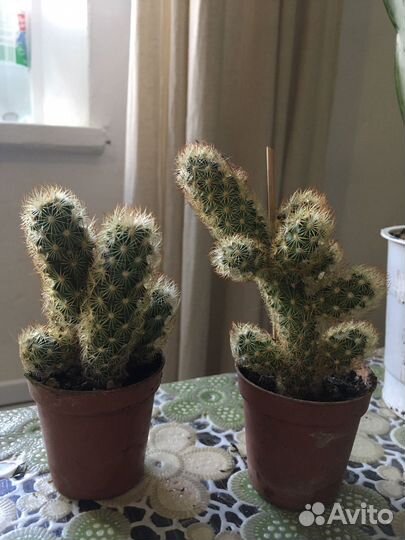 Комнатные растения