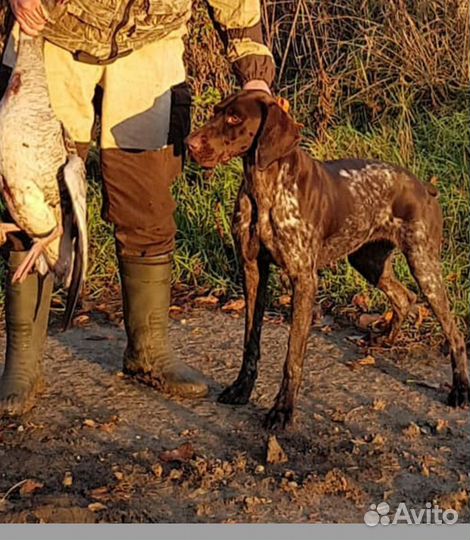 Щенки курцхаара,рождены15.07.23 от запланированн