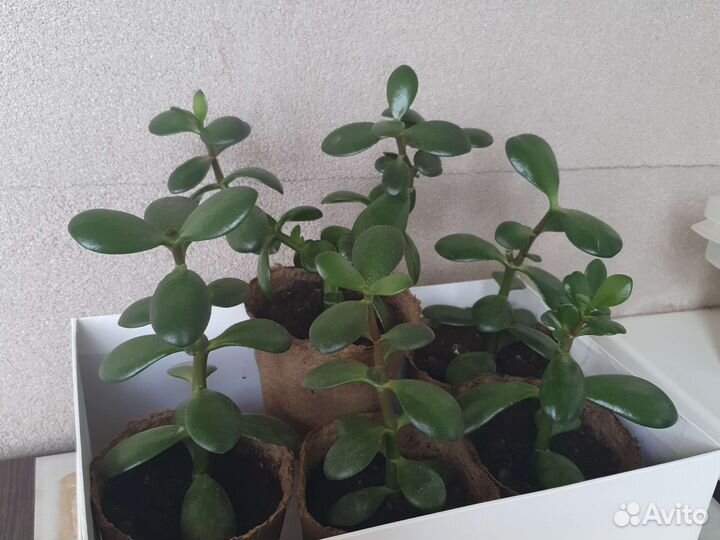 Денежное дерево толстянка крассула