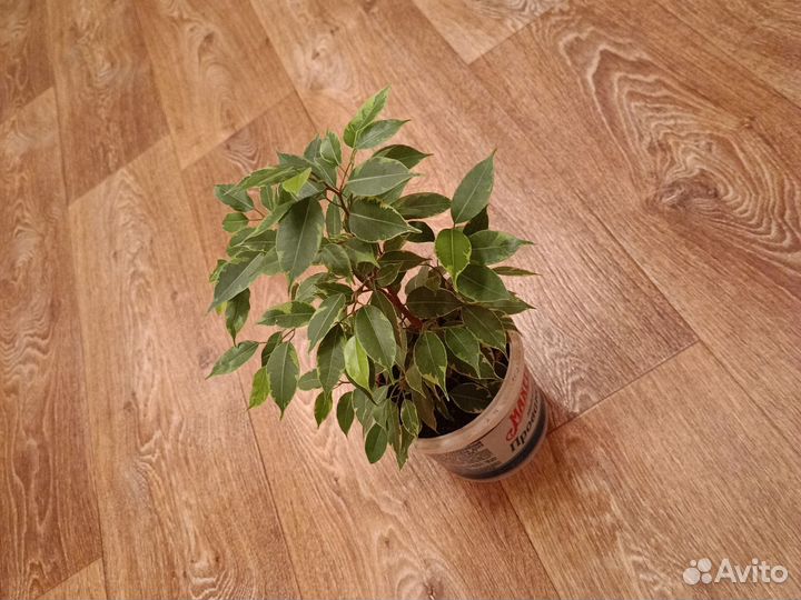 Фикус Бенджамина