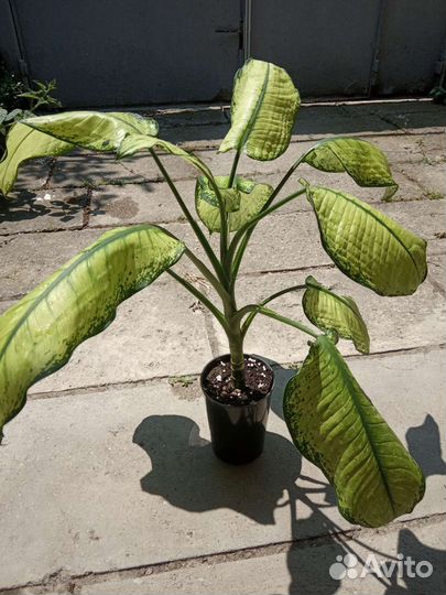 Диффенбахия