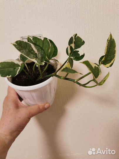 Эпипремнум золотистый N-joy