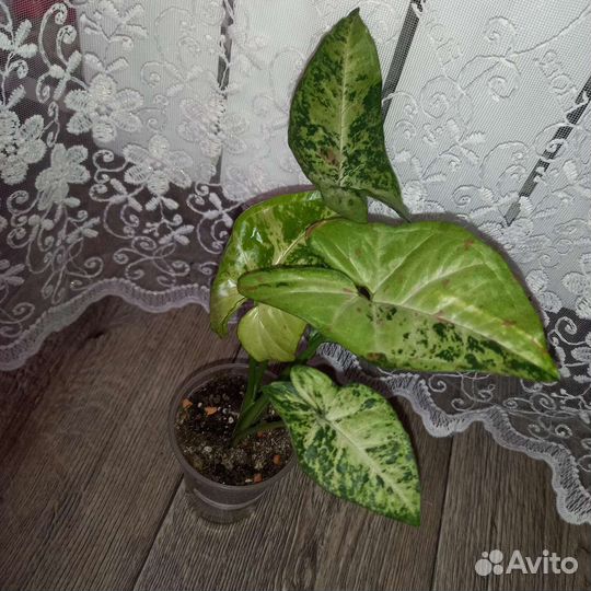 Сортовые сингониумы