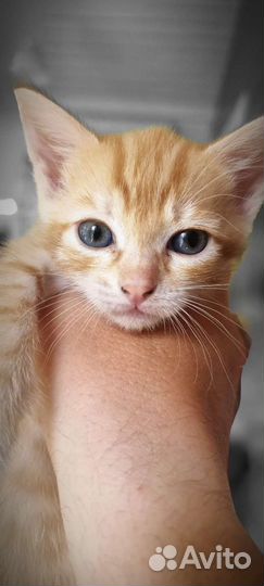 Отдам котенка в добрые руки