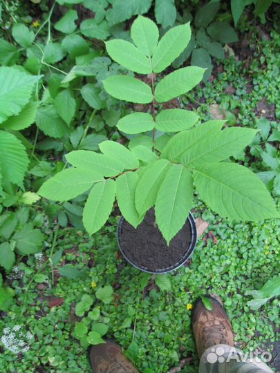 Орех маньчжурский