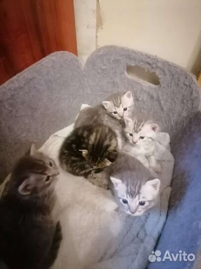 Котята бесплатно