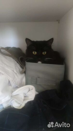 Кошки в добрые руки бесплатно