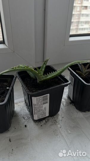 Алое и каланхоэ