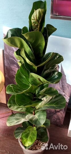 Фикус лирата