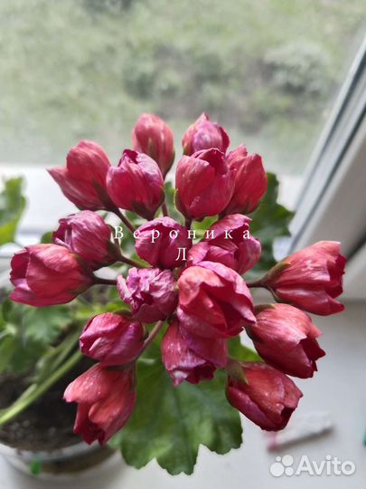 Пеларгонии сортовые Уг Айгуль, юв Даная и др