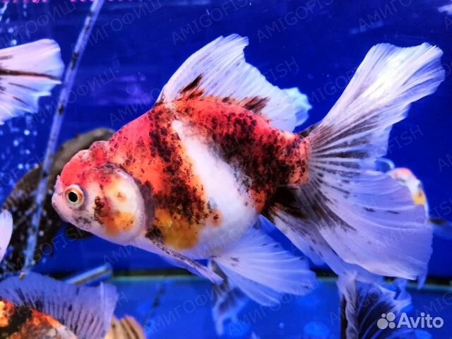 Золотая рыбка Оранда класс ааа Тайланд