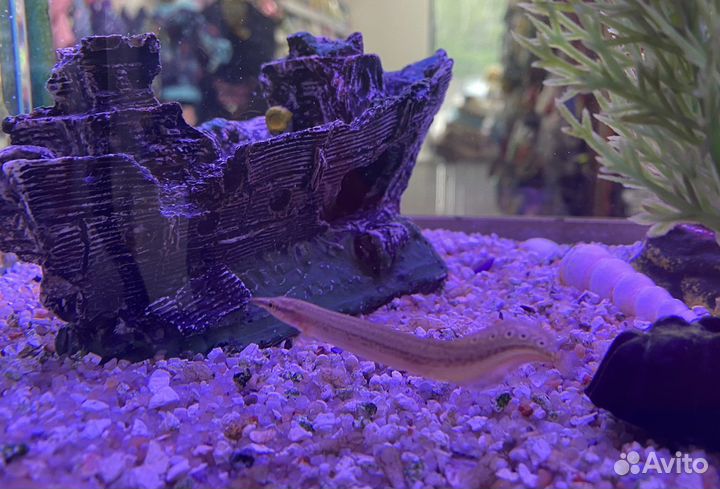 Аквариумные рыбки