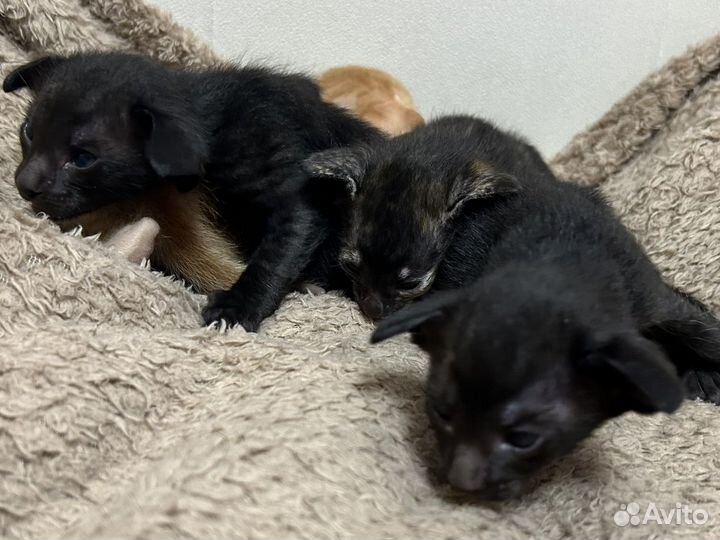 Орики к новому году