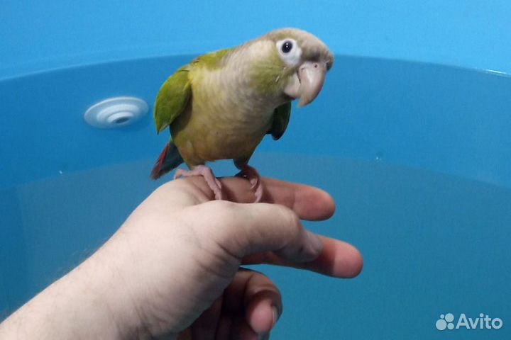 Птенцы пиррура, говорящие,супер ручные