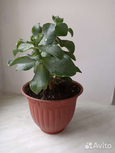 Денежное дерево