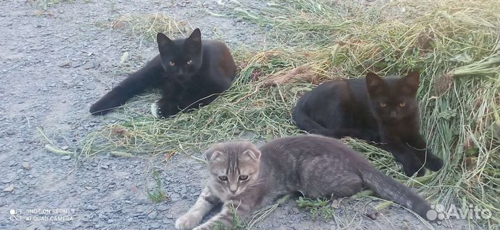 Кошка в дар бесплатно