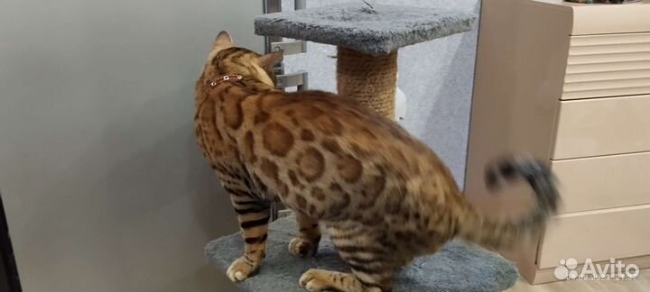 Кот ищет кошку