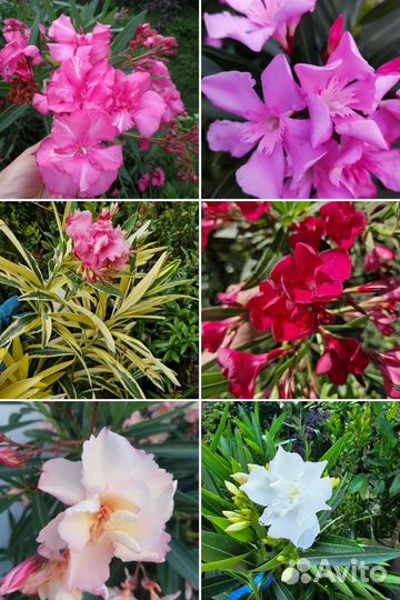 Олеандр разные сорта и размеры зкс