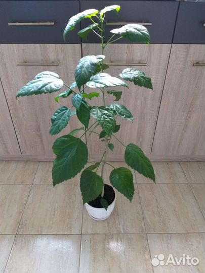 Гибискус цветущая китайская роза