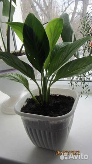 Цветы домашние в горшках