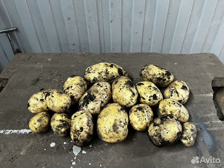 Картофель оптом от производителя