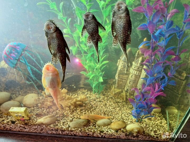 Аквариум с рыбками