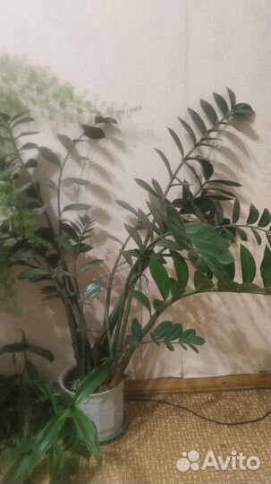 Замиокулькас замифолия