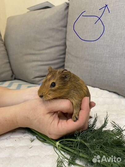 Морская свинка