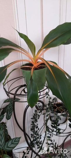 Хлорофитум оранж