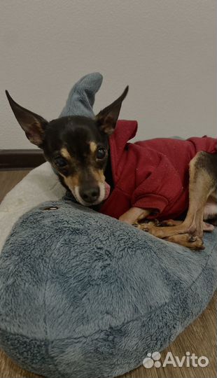 Догситтер/Передержка собак