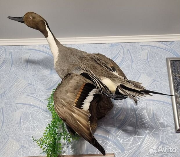 Чучела птиц