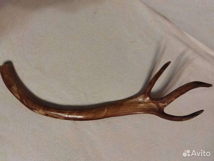 Рог оленя