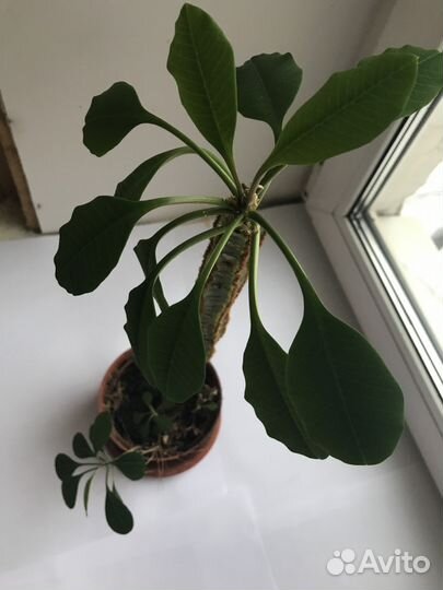 Растение комнатный цветок Молочай с отрост 68 см