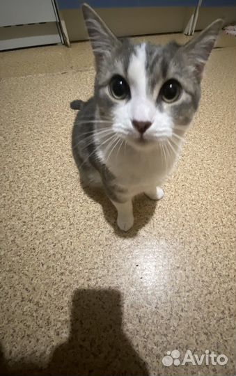 Кошки в добрые руки