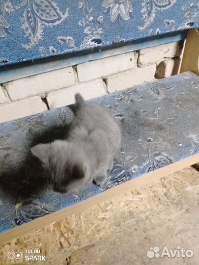 Британская