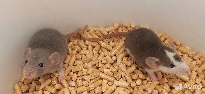 Крысята мальчики Дамбо и Стандарт,разные окрасы
