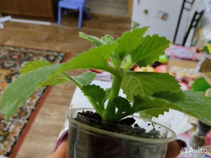 Мята комнатная