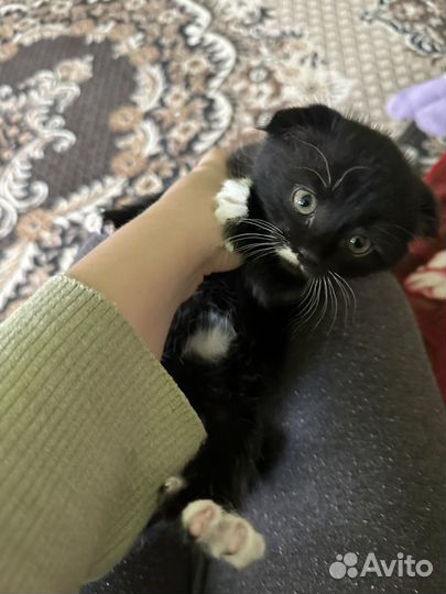 Котята шотланцы