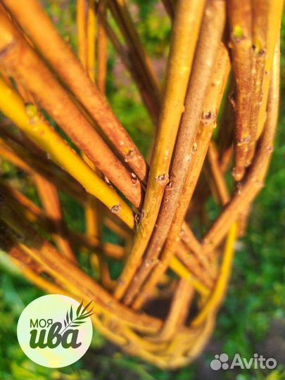 Ива плетеная