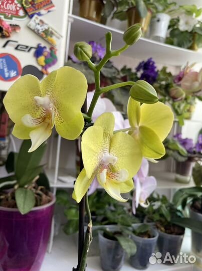 Продам орхидею Биглип, много все разные