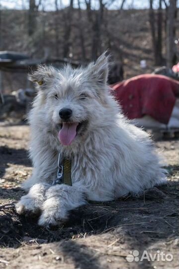 Собака в добрые руки